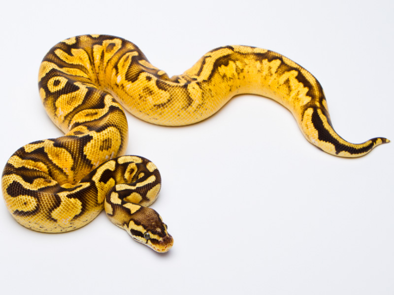 Calico Pastel Yellow Belly