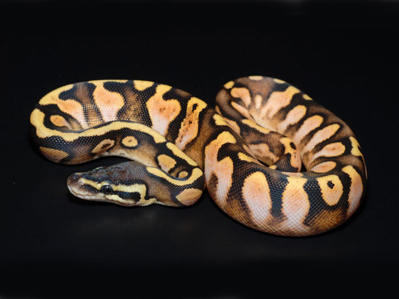 Calico Pastel