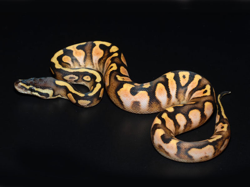 Calico Pastel