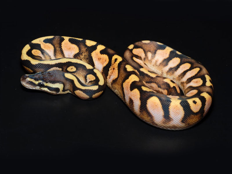 Calico Pastel