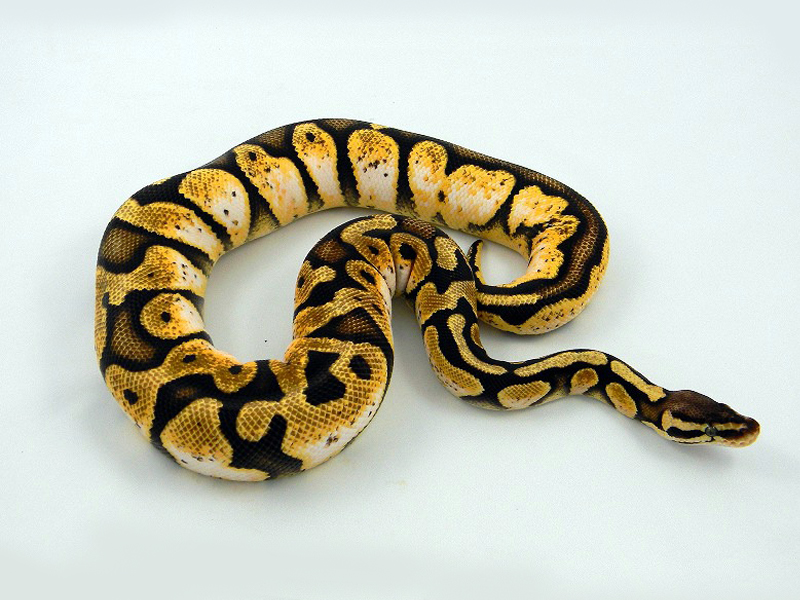 Calico Pastel