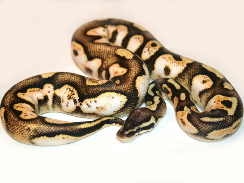 Calico Pastel