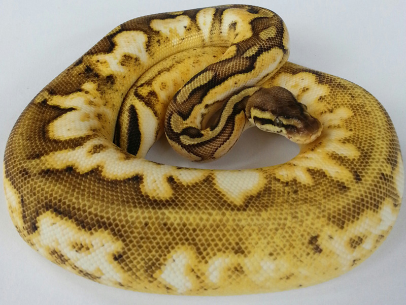 Calico Pastel