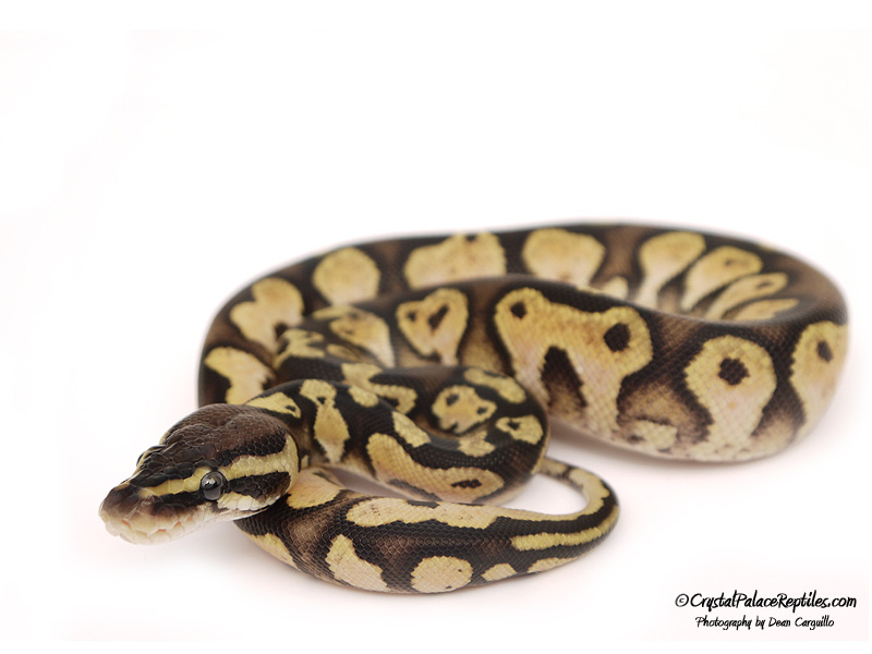 Calico Pastel