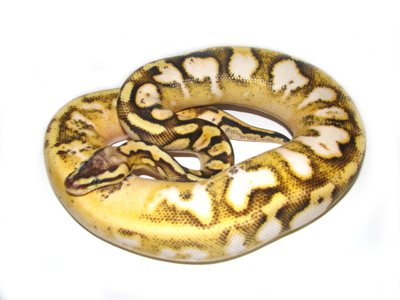 Calico Pastel