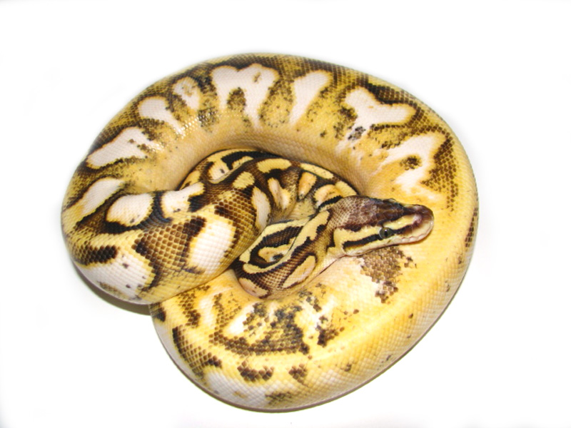 Calico Pastel