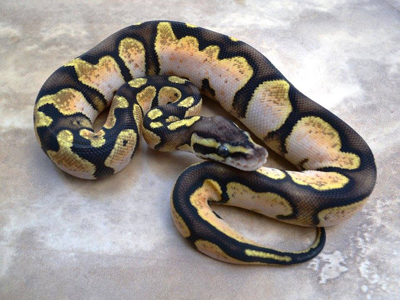 Calico Pastel