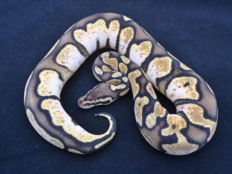 Calico Pastel