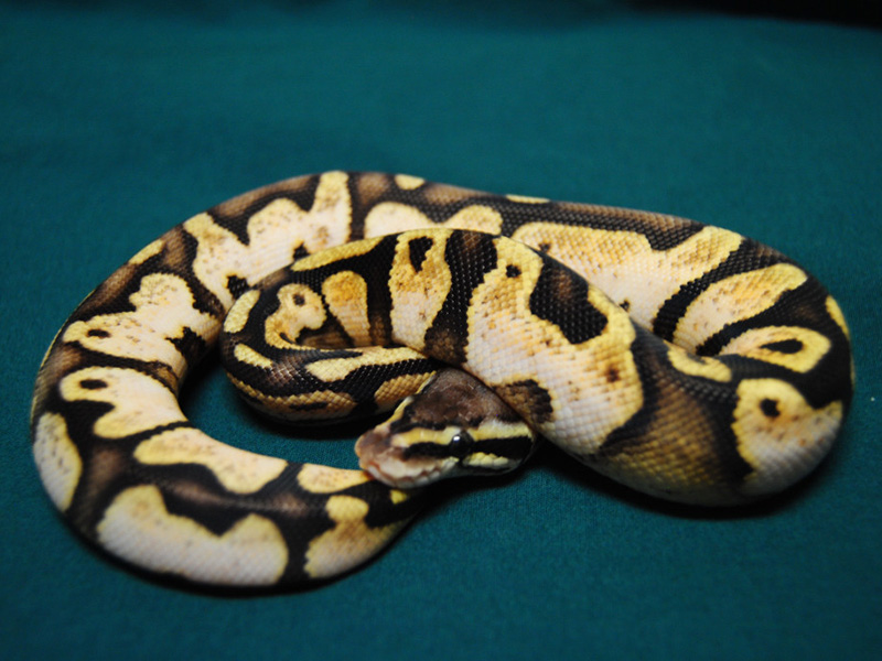 Calico Ruppel Pastel