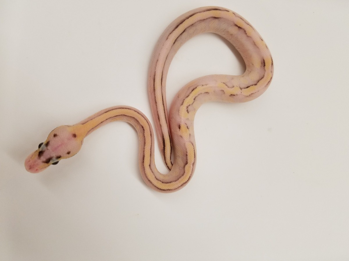 Calico Specter Super Pastel Yellow Belly - Flora & Fauna line