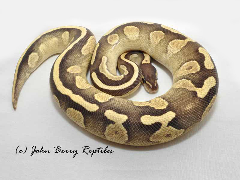 Calico Sulfur Mojave Yellow Belly