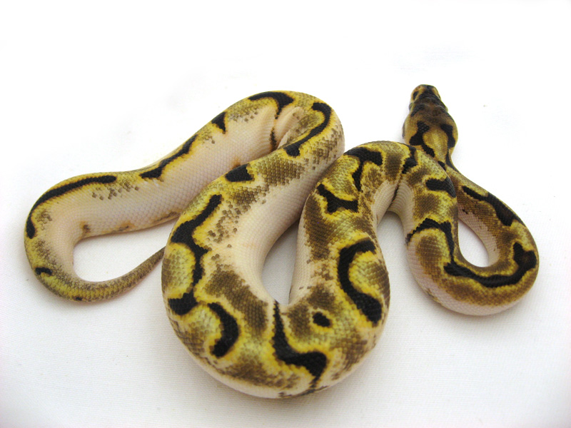 Calico Super Enchi Spider