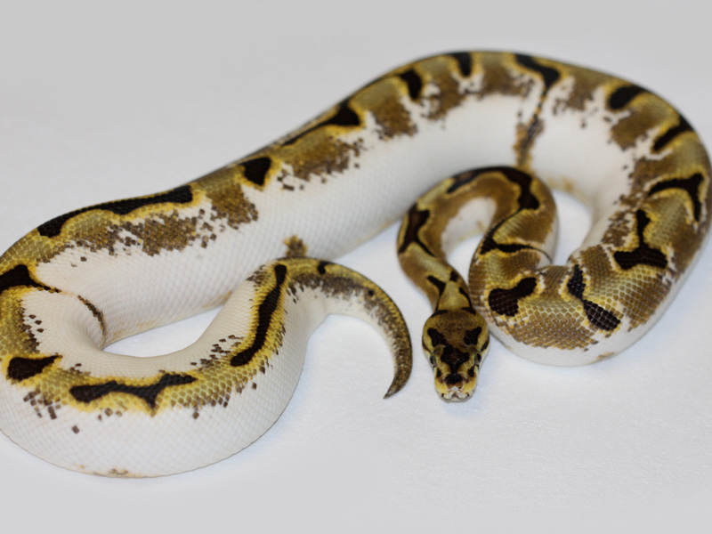 Calico Super Enchi Spider