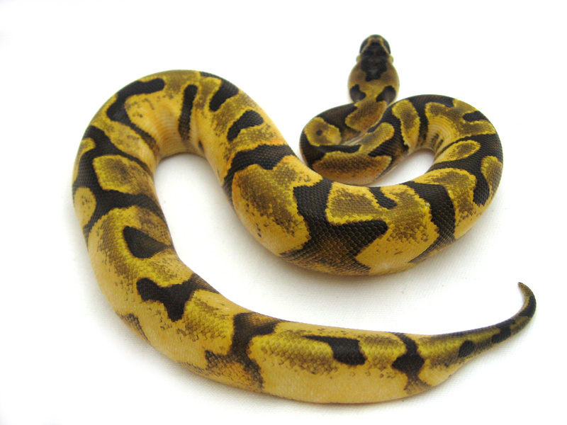 Calico Super Enchi