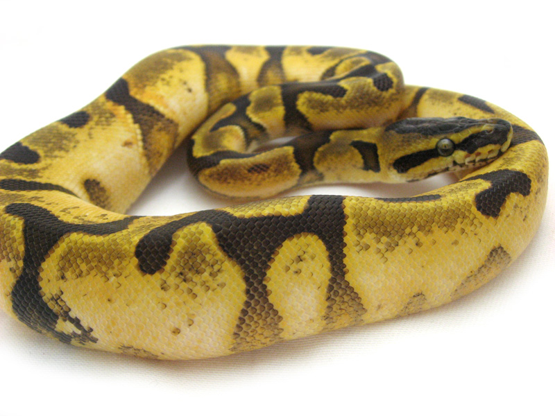 Calico Super Enchi