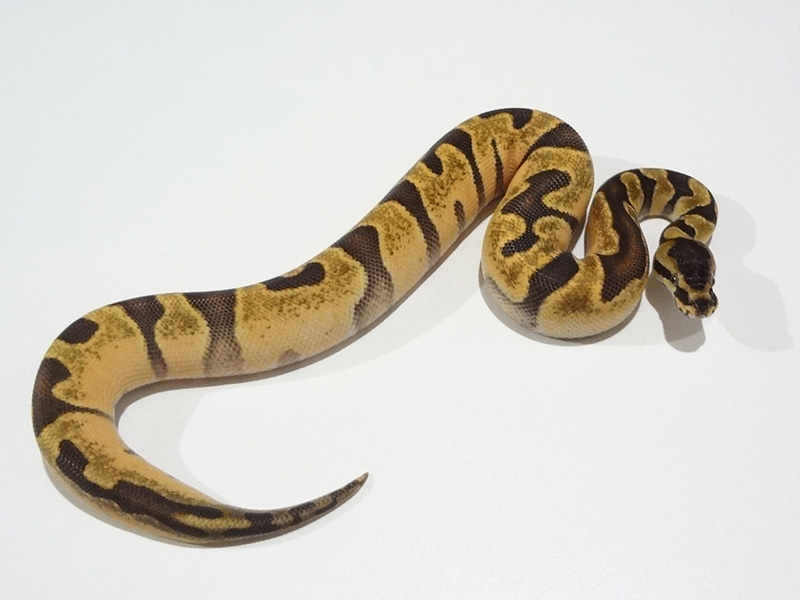 Calico Super Enchi