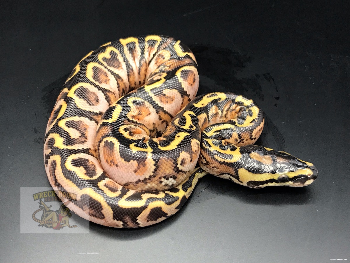 Calico Super Paint Ball Yellow Belly