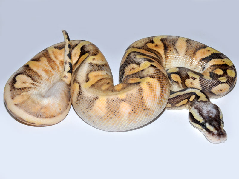 Calico Super Pastel Yellow Belly