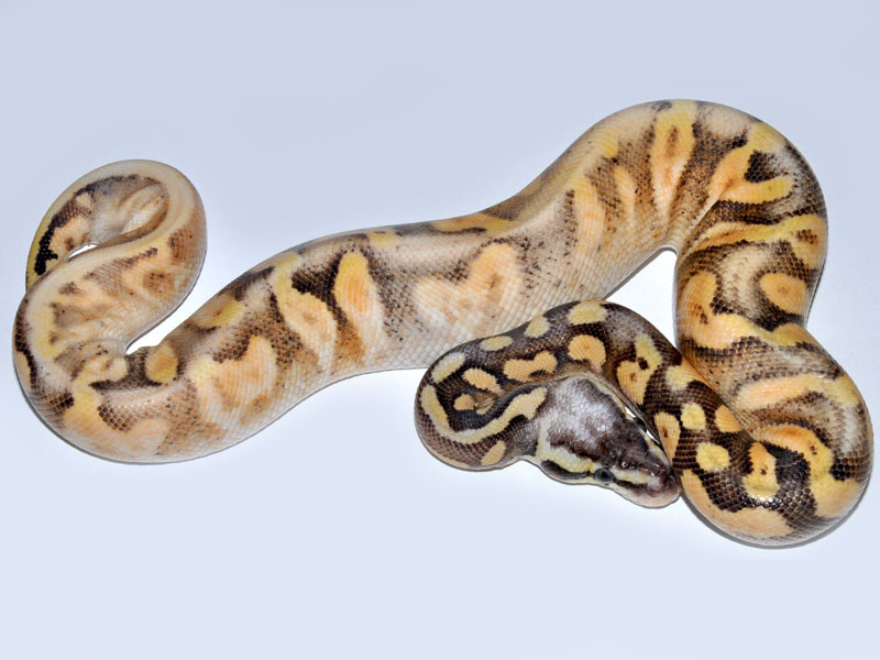 Calico Super Pastel Yellow Belly