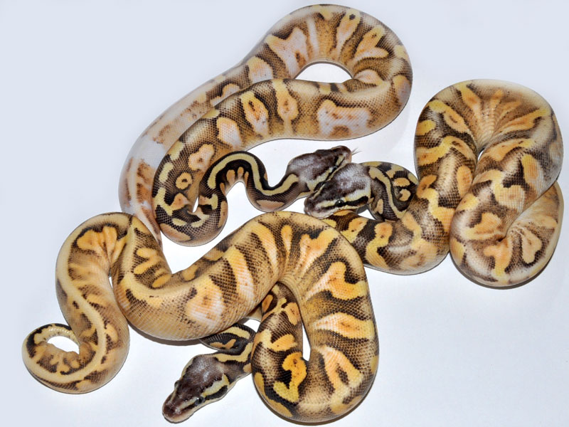 Calico Super Pastel Yellow Belly