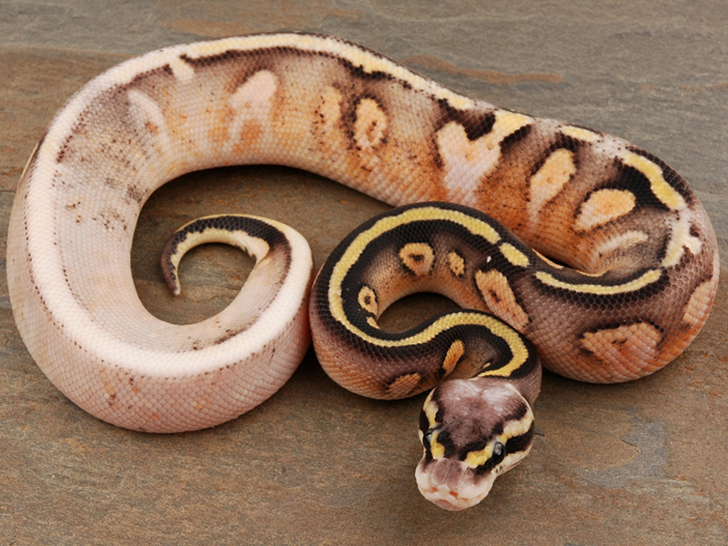 Calico Super Pastel