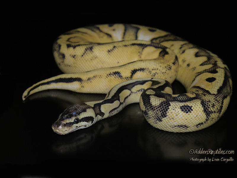 Calico Super Pastel