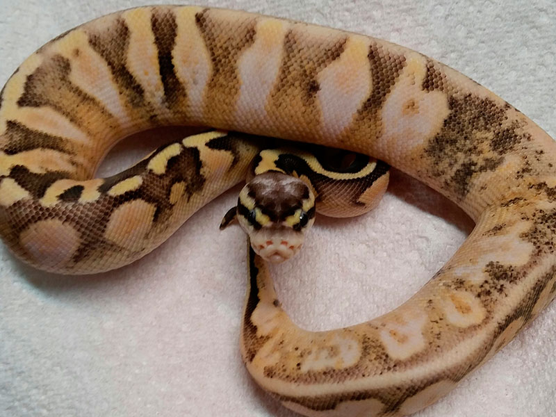 Calico Super Pastel