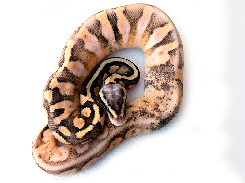 Calico Super Pastel