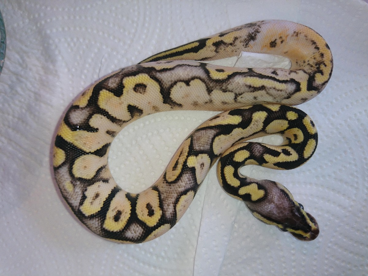 Calico Super Pastel