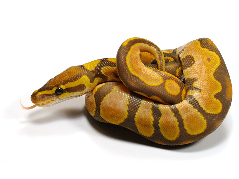 Calico Ultramel