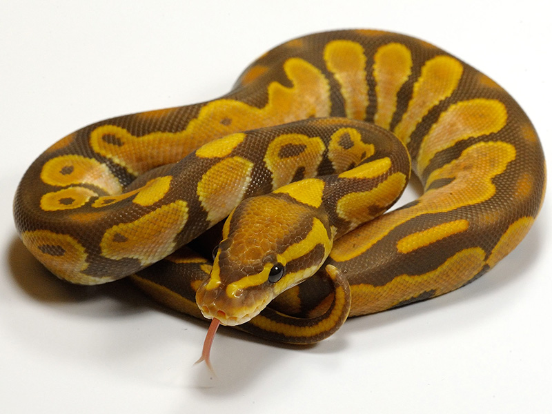 Calico Ultramel