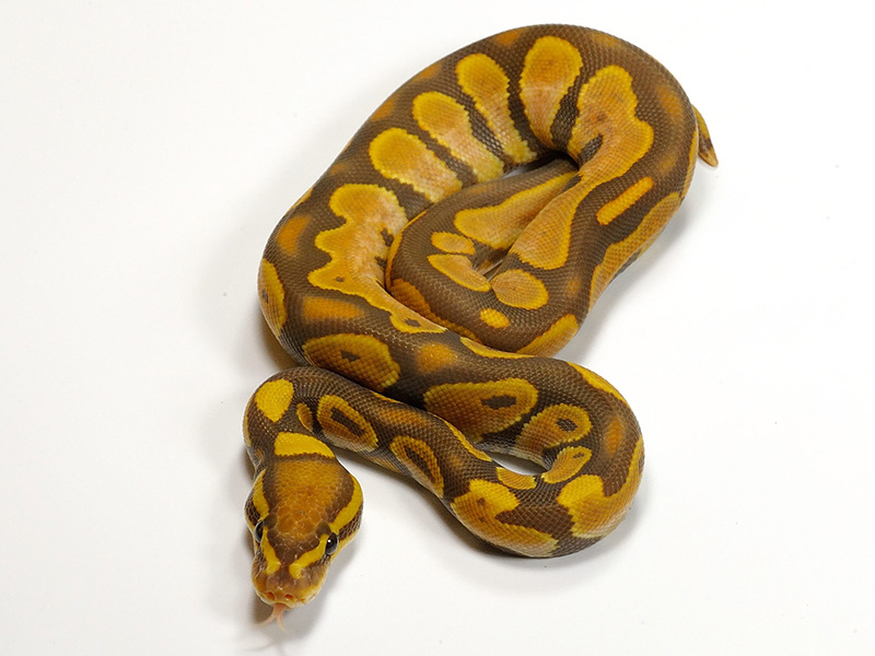 Calico Ultramel