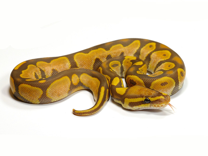 Calico Ultramel