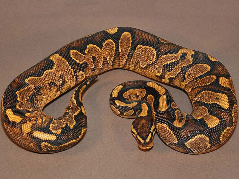 Calico Yellow Belly