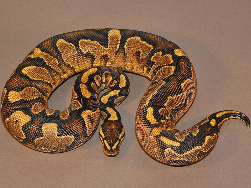 Calico Yellow Belly