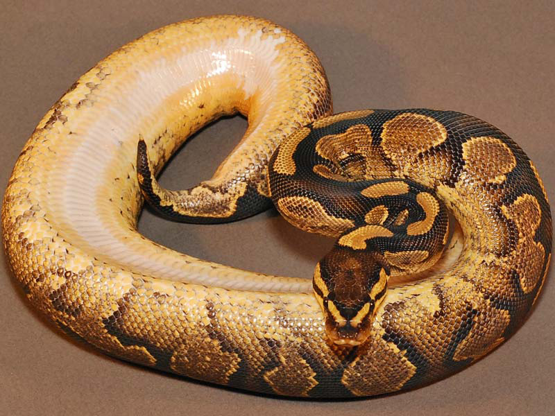 Calico Yellow Belly