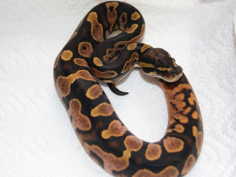 Calico Yellow Belly