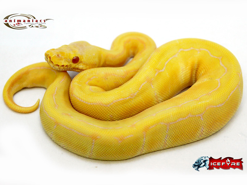 Candino Lemon Pastel Pinstripe