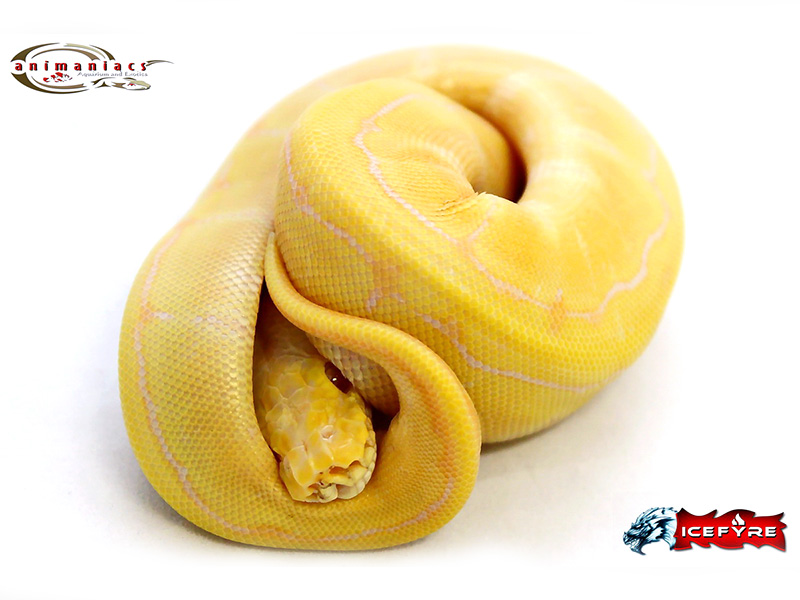 Candino Lemon Pastel Pinstripe