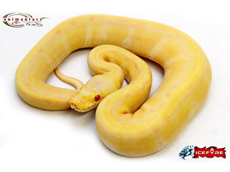 Candino Lemon Pastel Pinstripe