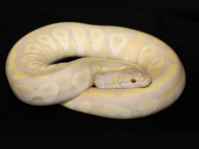 Candy Mojave