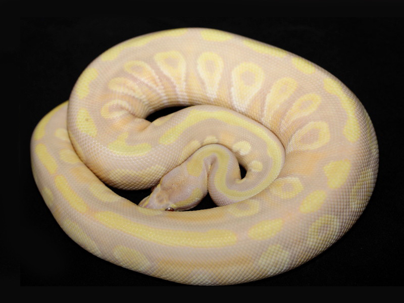Candy Mojave
