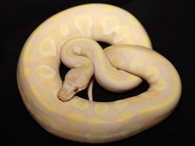 Candy Mojave