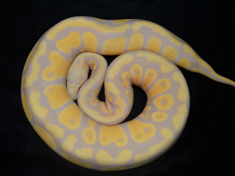 Candy Pastel Morph List World Of Ball Pythons. black kitchen with mermaid b...