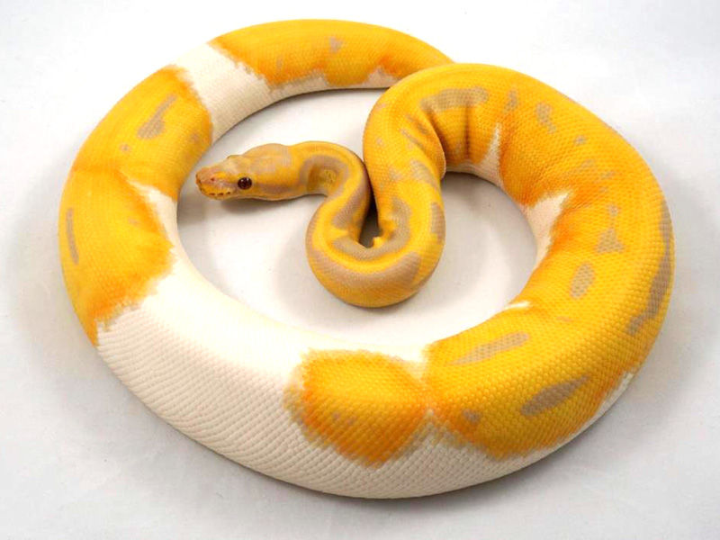 Candy Pied