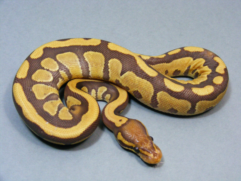 Caramel Albino (Bell Line)