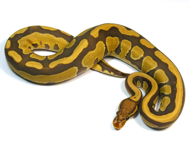 Caramel Albino (Bell Line)