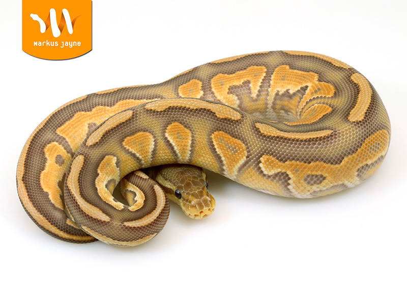 Caramel Albino Cinnamon Desert Ghost