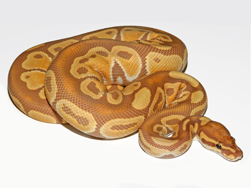 Caramel Albino (Crider Line)