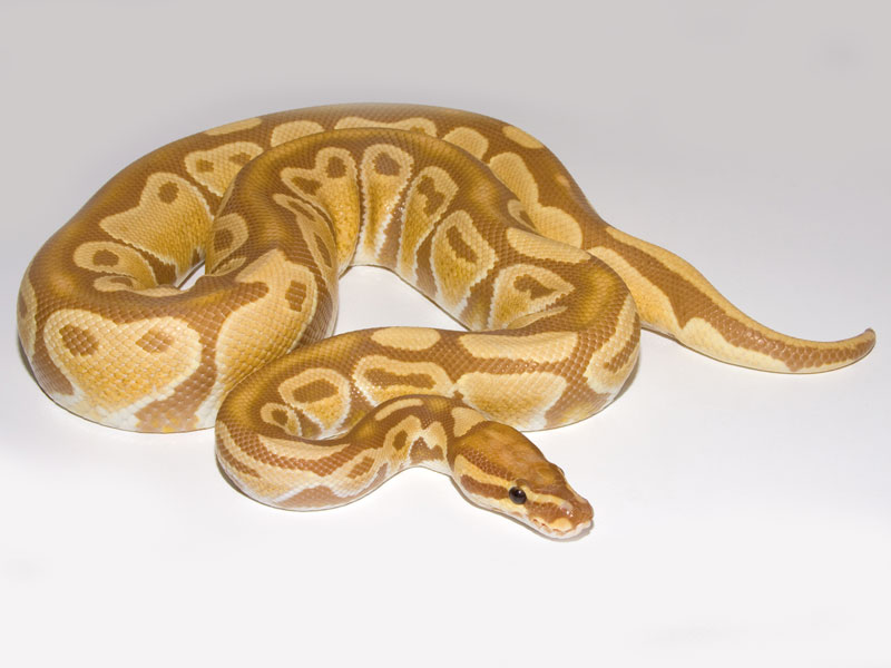 Caramel Albino (Crider Line)